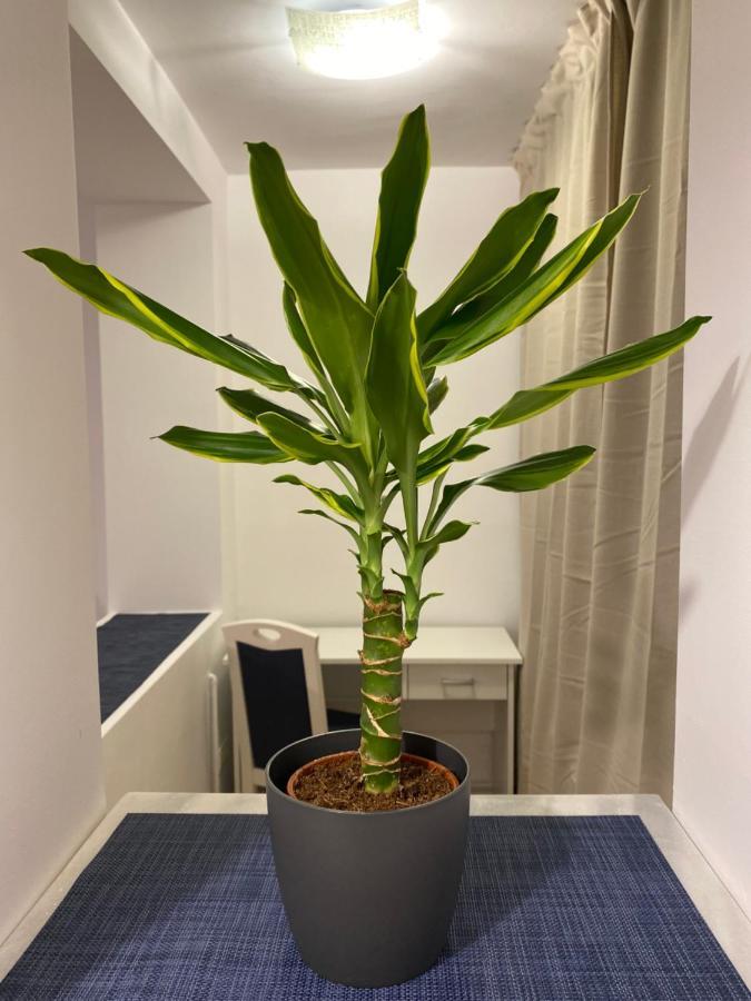 Take Pro Timisoara Apartment Eksteriør bilde